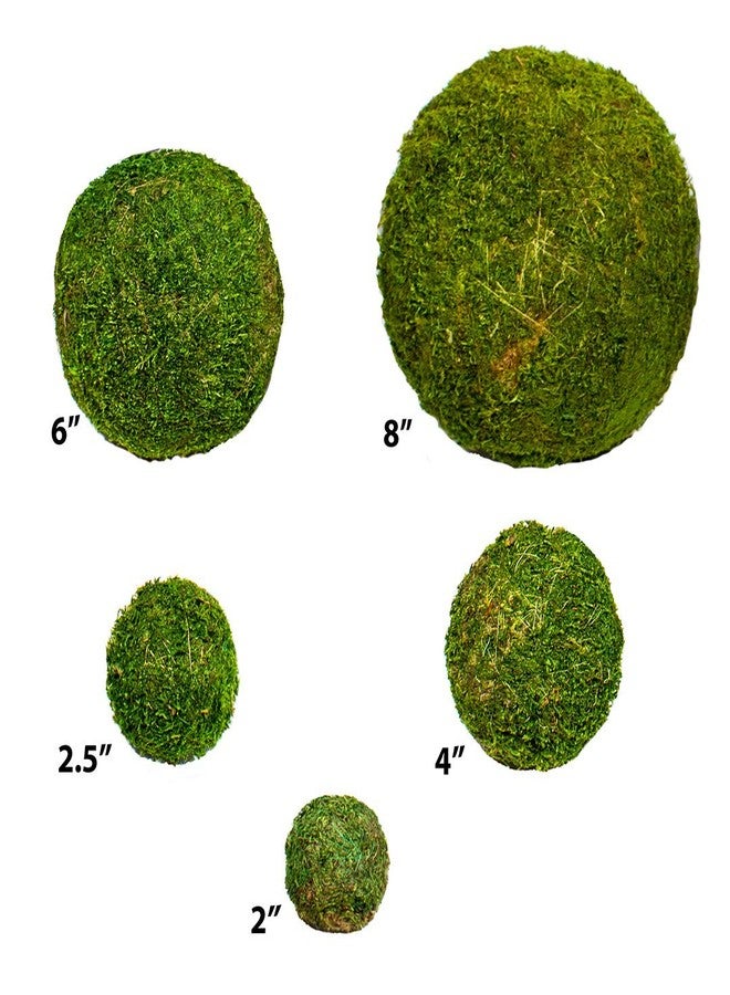 SuperMoss (25440) Moss Ball, Fresh Green, 2" Pack of 4 - Image 2