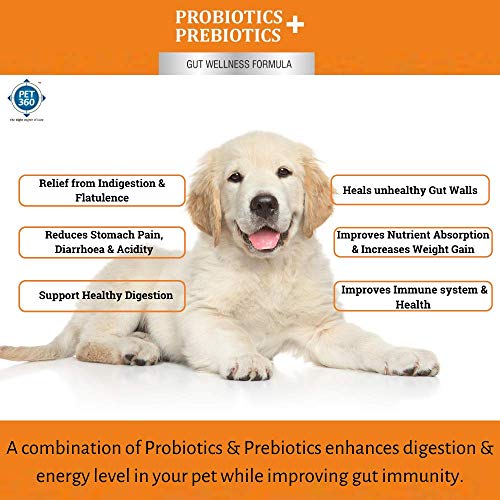 PET360 PROBIOTICS + PREBIOTICS Gut Wellness Formula for Dogs & Cats | Probiotic Supplement | Prevents Diarrhea & Indigestion | Cat & Dog Gut Health Supplement for Improved Immunity - 10 Sachets - Image 4