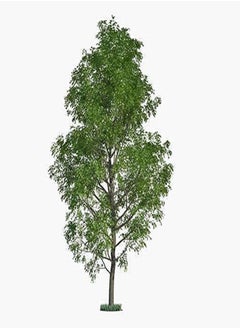GGOOT One Hybrid Poplar Tree Cutting - Grow One Hybrid Poplar Tree 100 Pcs  - Image 1