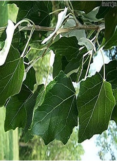 GGOOT One Hybrid Poplar Tree Cutting - Grow One Hybrid Poplar Tree 100 Pcs  - Image 2