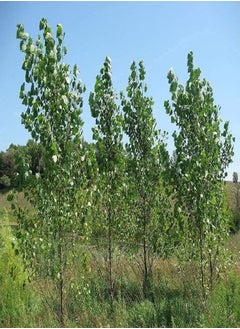 GGOOT One Hybrid Poplar Tree Cutting - Grow One Hybrid Poplar Tree 100 Pcs  - Image 3
