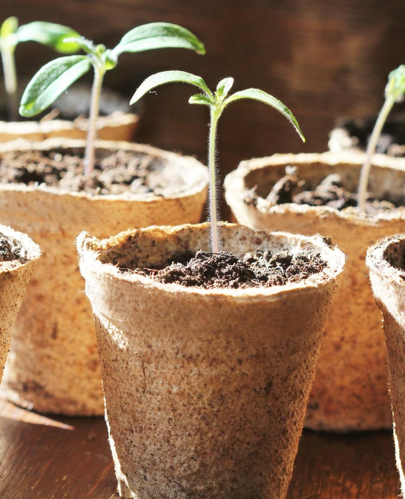 homenote Peat Pots, 120 Pcs 3.15 Inch Seed Starting Pots with Drainage Holes Round Nursery Plants Pots with Bonus 20 Plant Labels - Image 5
