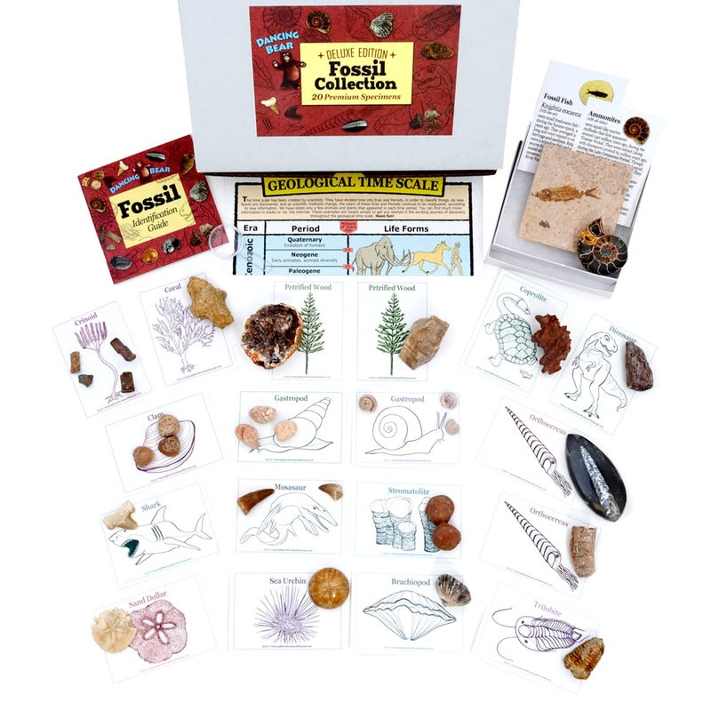 DANCING BEAR Fossil Collection Set, 20 Real PREMIUM Specimens: Trilobite, Ammonite, Fish Fossil, Shark Tooth, Petrified Wood, Dinosaur Bone, Fossil Book, Time Scale, ID Cards, STEM Science Kit - Image 3