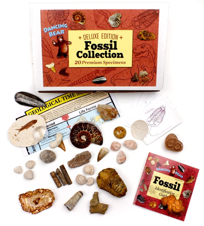 DANCING BEAR Fossil Collection Set, 20 Real PREMIUM Specimens: Trilobite, Ammonite, Fish Fossil, Shark Tooth, Petrified Wood, Dinosaur Bone, Fossil Book, Time Scale, ID Cards, STEM Science Kit - Image 2