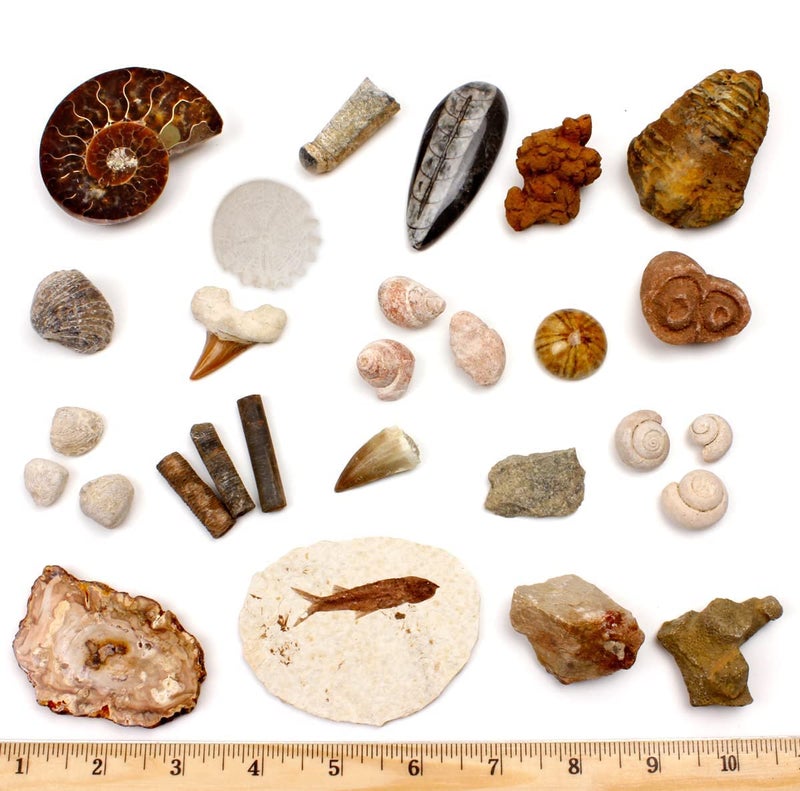 DANCING BEAR Fossil Collection Set, 20 Real PREMIUM Specimens: Trilobite, Ammonite, Fish Fossil, Shark Tooth, Petrified Wood, Dinosaur Bone, Fossil Book, Time Scale, ID Cards, STEM Science Kit - Image 1