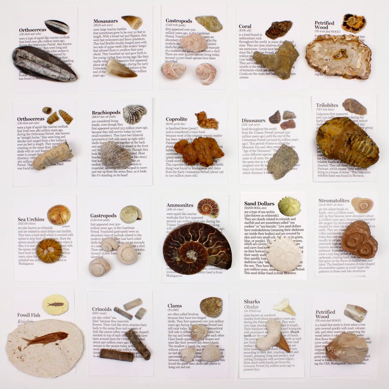 DANCING BEAR Fossil Collection Set, 20 Real PREMIUM Specimens: Trilobite, Ammonite, Fish Fossil, Shark Tooth, Petrified Wood, Dinosaur Bone, Fossil Book, Time Scale, ID Cards, STEM Science Kit - Image 4