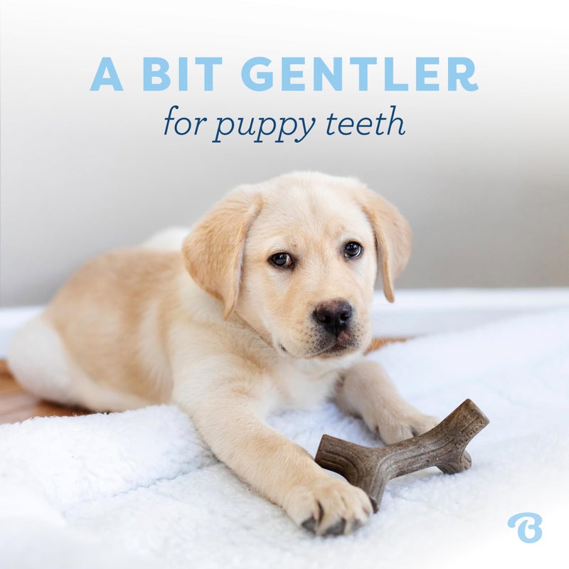 Benebone Puppy Maplestick Dog Chew Toy, Made in USA, Real Maple Wood Flavor, Small, Brown - Image 2