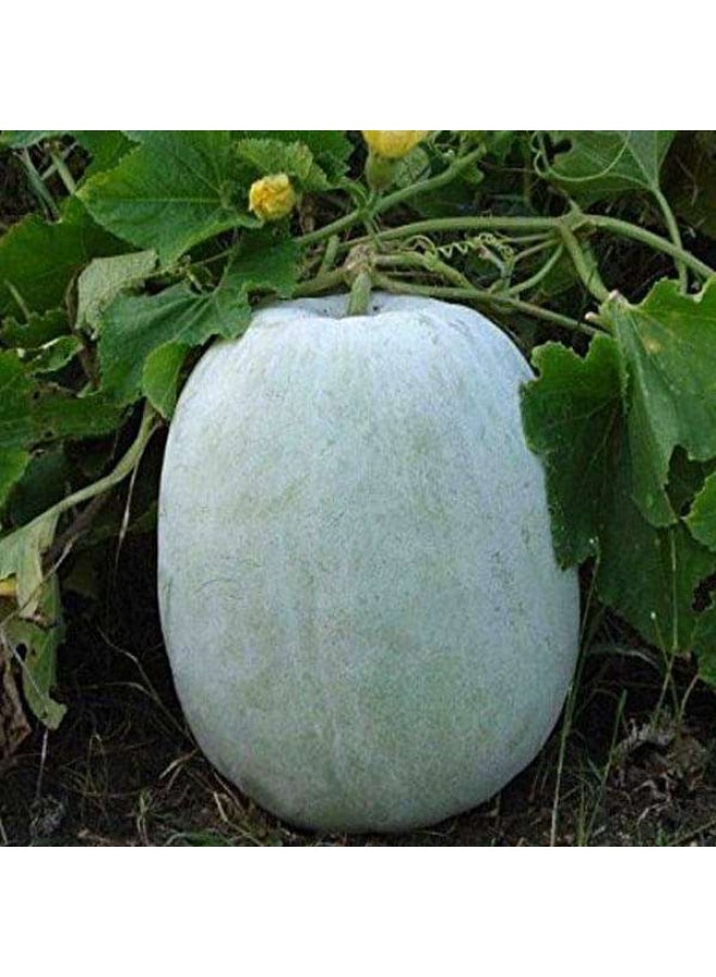 Ash Gourd, Methai Petha, Agri Petha Vegetable Seeds