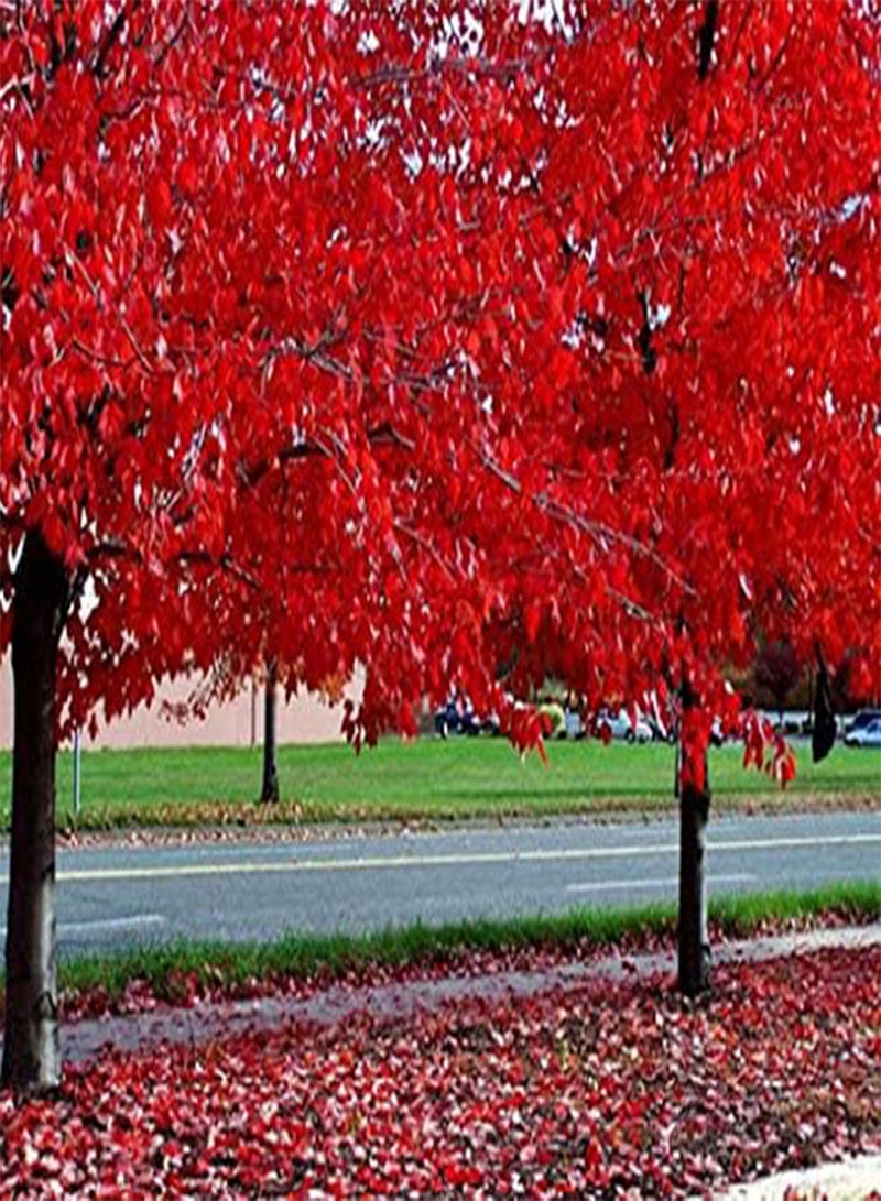 GGOOT 20 Japanese Red Maple Tree Seeds - Image 1
