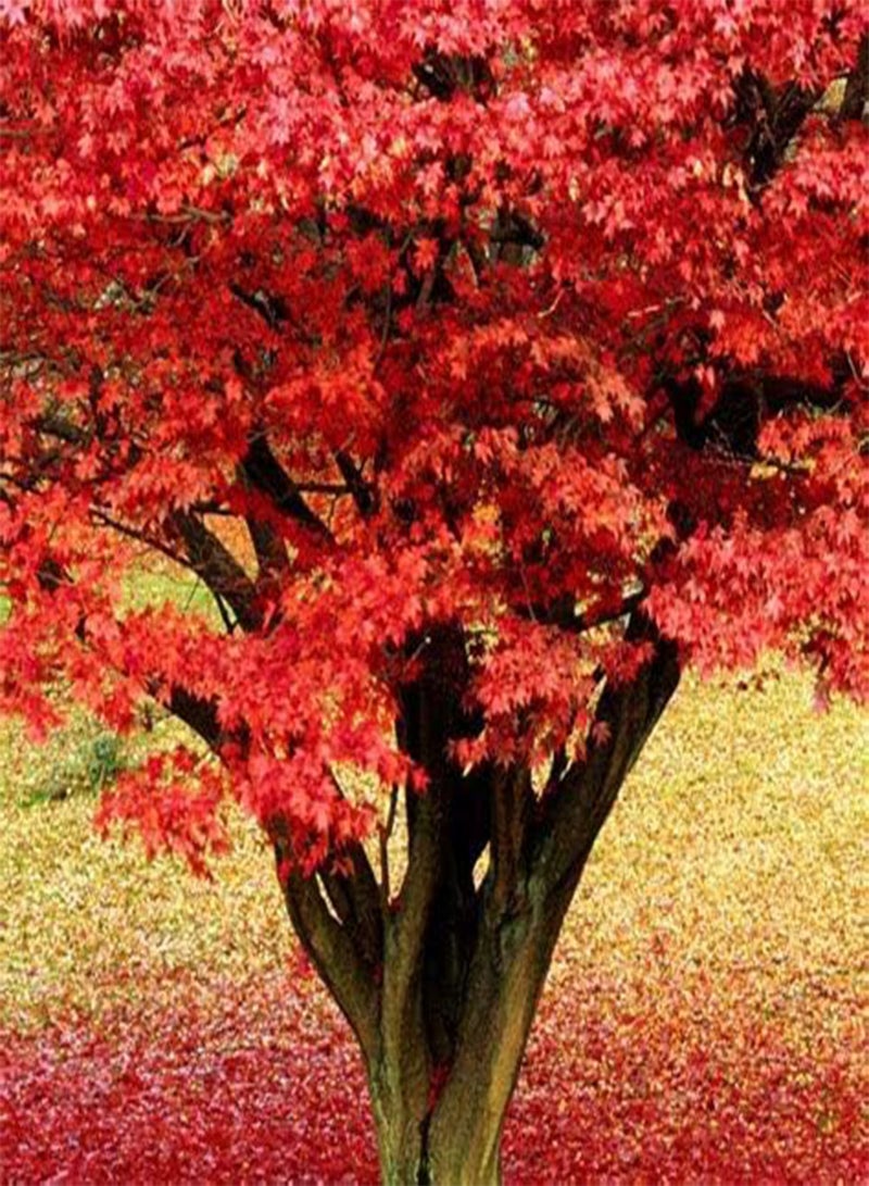 GGOOT 20 Japanese Red Maple Tree Seeds - Image 2