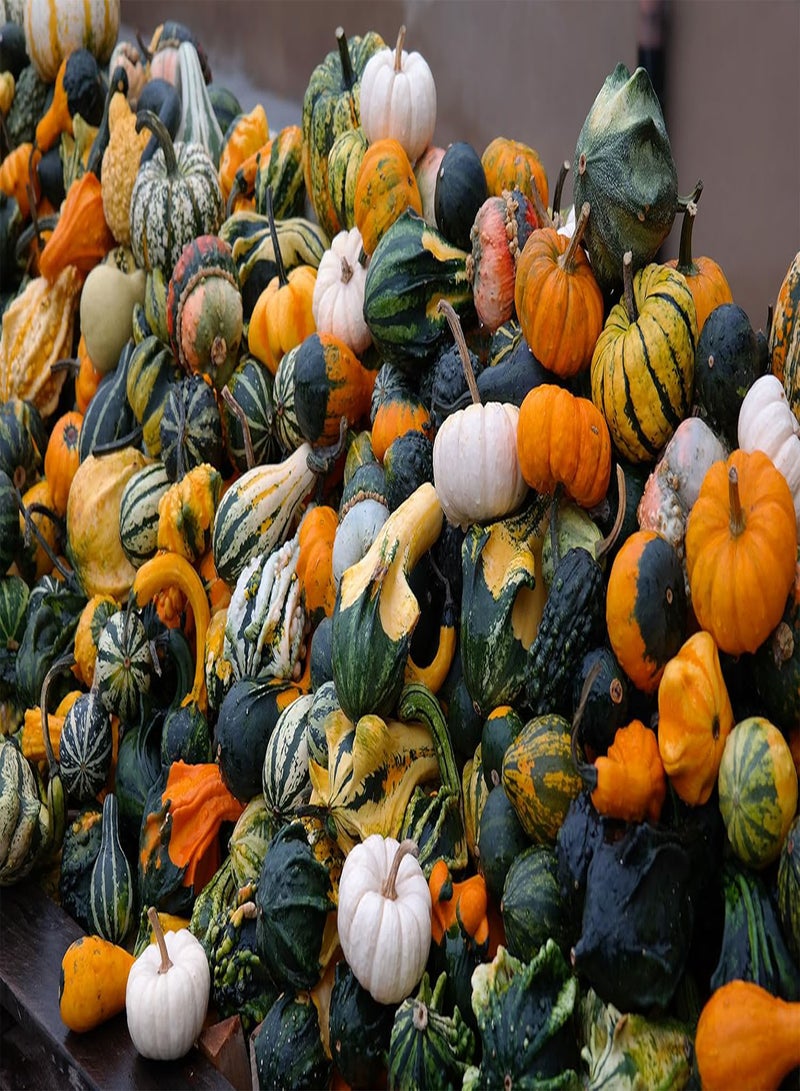 GGOOT Small and Medium Gourd Seeds – 7+ Varieties/Packet – Warted Smooth Striped Daisy and More | Cucurbita Pepo | Never GMO Always Heirloom | USA Grown Seeds by  | - Image 2