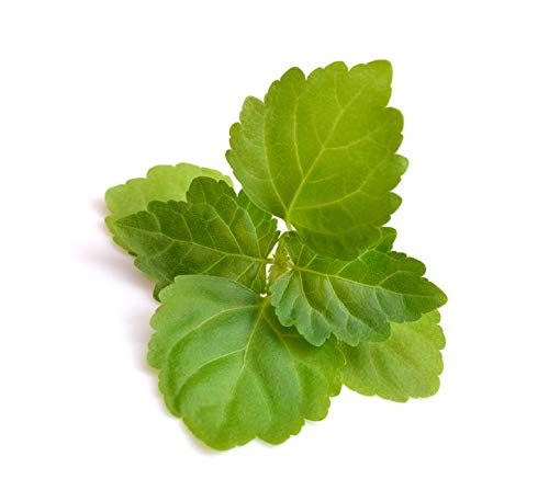 US Organic زيت الباتشولي الأساسي النقي 100% العضوي من الولايات المتحدة - معتمد من وزارة الزراعة الأمريكية، مقطر بالبخار - مع قطارات يورو (تتوفر أحجام مختلفة) (10 مل / 0.33 أونصة سائلة) - Image 4