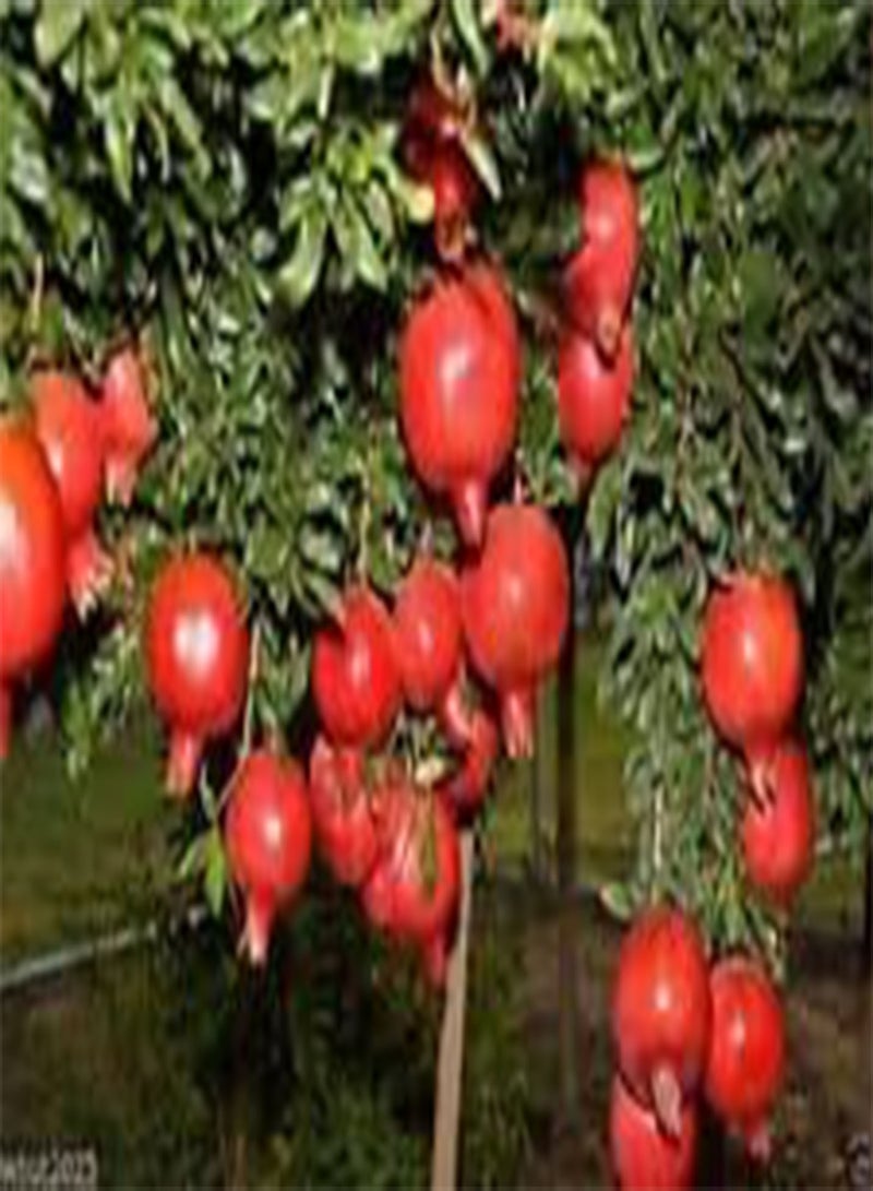 GGOOT 30 Pomegranate Tree Seed - Punica Granatum - Easy to Grow.Makes Great Jams: Only Seeds - Image 3
