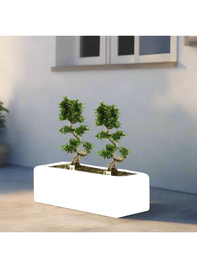 Ficus 'S' Bonsai x 2 in GRP Pot - Image 2
