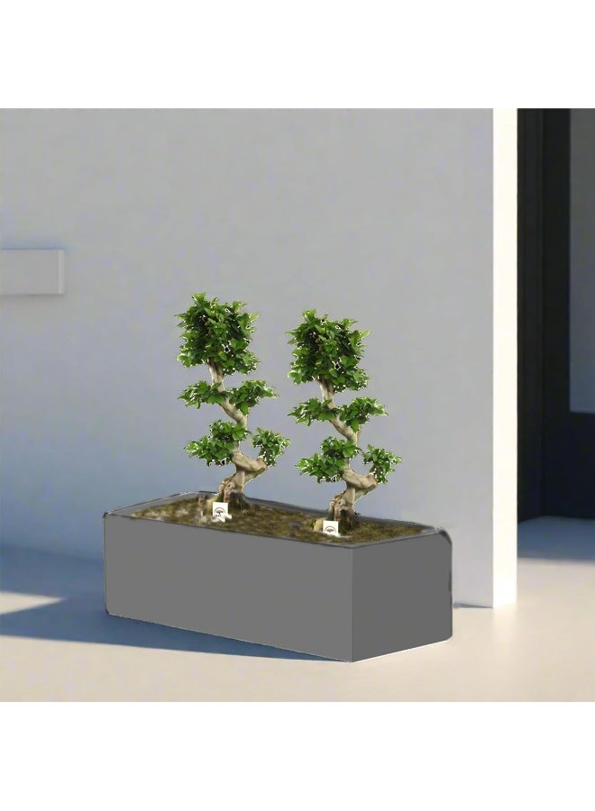 Ficus 'S' Bonsai x 2 in GRP Pot - Image 1