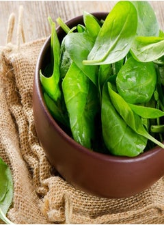 Vegetable Seeds, Spinach Medania, V SPI 03, 600 Seeds Minimum Per Packet.