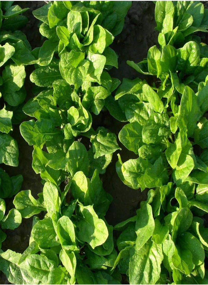 GGOOT - Vegetable Seeds, Spinach Medania, V SPI 03, 600 Seeds Minimum Per Packet. - Image 1