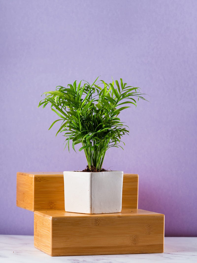Nurturing Green® Set of 2 White Ceramic Pots for Home Decor (Size: Small; 3.5 Inch Wide*3 Inch High | with Drainage Hole) - Image 3