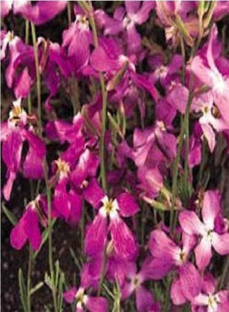 بذور ماثيولا بيكورنيس ذات الرائحة العطرة الليلية