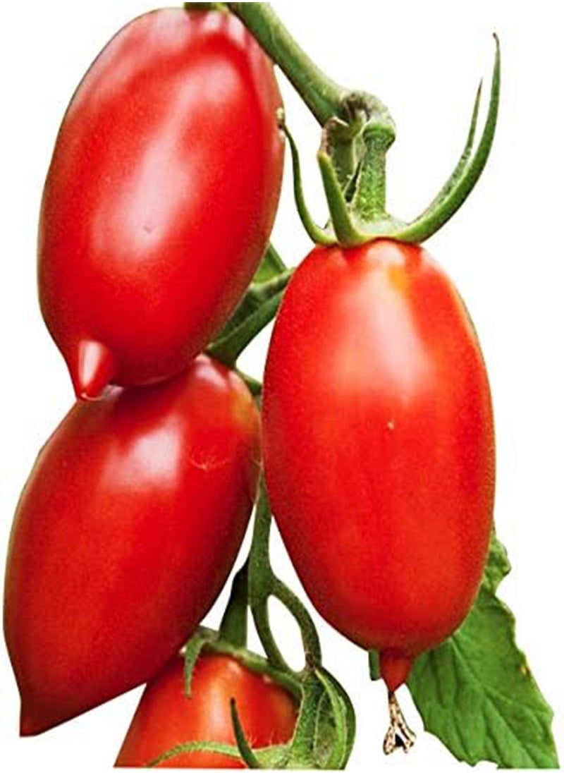 GGOOT Amish Paste Tomato - Ultimate Paste Tomato for Sauces - Non GMO 
