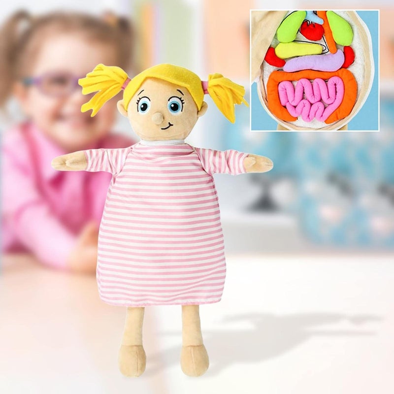 كلاراكو لعبة تشريح جسم الإنسان، ألعاب أعضاء الجسم القطيفة التعليمية المبكرة للأطفال، دمية قطيفة لتعليم العلوم للطلاب، أداة تعليمية للتوعية بأعضاء الجسم - Image 2