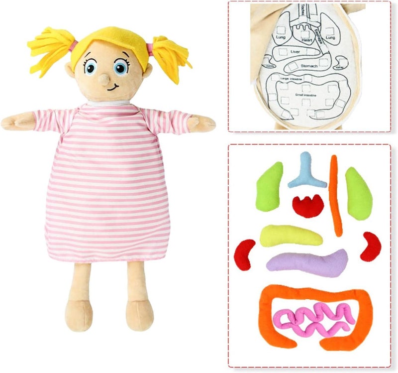 كلاراكو لعبة تشريح جسم الإنسان، ألعاب أعضاء الجسم القطيفة التعليمية المبكرة للأطفال، دمية قطيفة لتعليم العلوم للطلاب، أداة تعليمية للتوعية بأعضاء الجسم - Image 5
