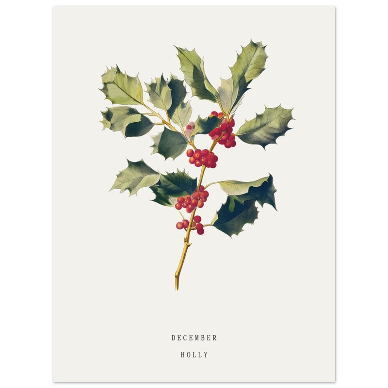 TNESSENTIAL December Holly Birth Flower Wall Art Print: Vintage Botanical Poster - Image 2