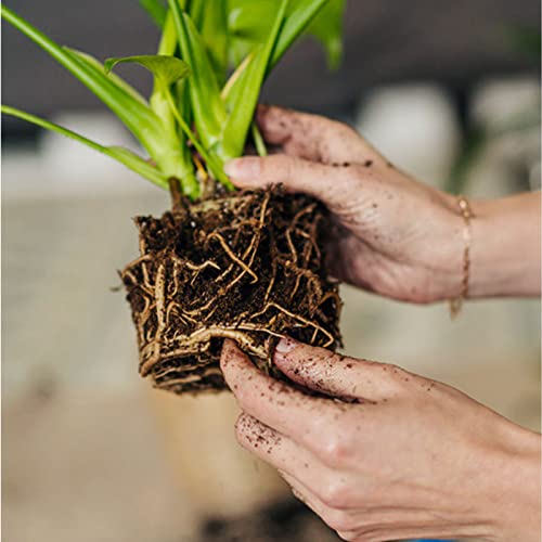 Doter Organic Sphagnum Peat Moss, Added to Soil and Enriches Plant Roots, Gardening Soil Amendment and Carnivorous Plant Soil Media(1qt) - Image 4