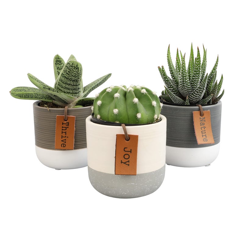 Plants for Pets LoLite Cactus & Live Succulent Plants Set (3 Pack), Low Light Houseplants, Easy Plant Gift, Approx. 4-6 in. Tall, Mixed Haworthia, Gasteria & Cacti Varieties, Stylish 2-Tone Ceramic Pots Included - Image 1