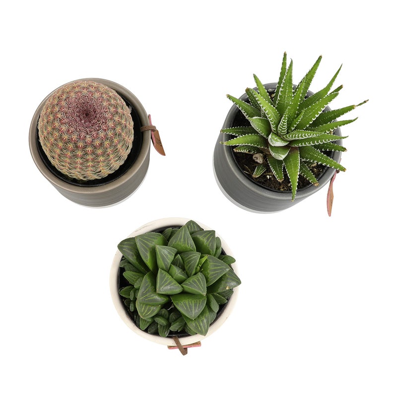 Plants for Pets LoLite Cactus & Live Succulent Plants Set (3 Pack), Low Light Houseplants, Easy Plant Gift, Approx. 4-6 in. Tall, Mixed Haworthia, Gasteria & Cacti Varieties, Stylish 2-Tone Ceramic Pots Included - Image 5