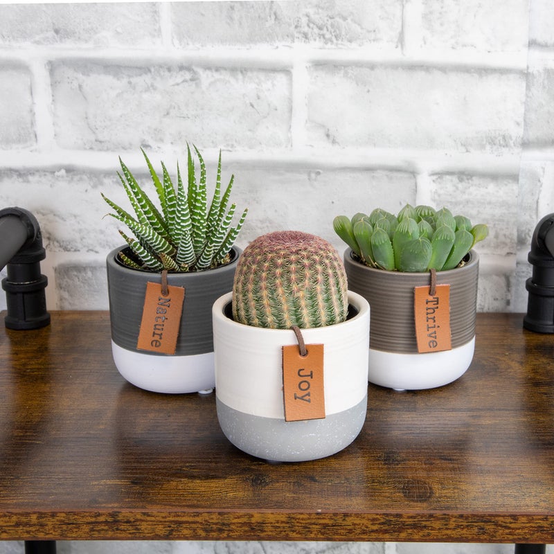 Plants for Pets LoLite Cactus & Live Succulent Plants Set (3 Pack), Low Light Houseplants, Easy Plant Gift, Approx. 4-6 in. Tall, Mixed Haworthia, Gasteria & Cacti Varieties, Stylish 2-Tone Ceramic Pots Included - Image 2