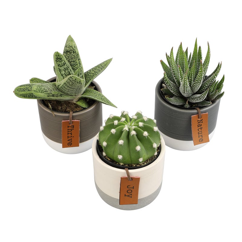 Plants for Pets LoLite Cactus & Live Succulent Plants Set (3 Pack), Low Light Houseplants, Easy Plant Gift, Approx. 4-6 in. Tall, Mixed Haworthia, Gasteria & Cacti Varieties, Stylish 2-Tone Ceramic Pots Included - Image 4