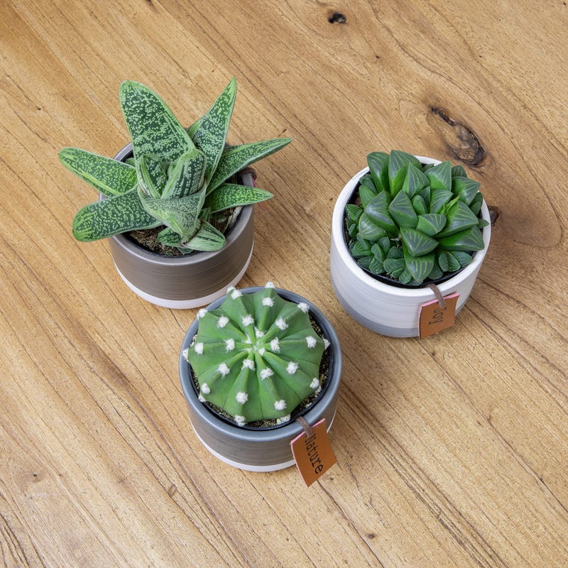 Plants for Pets LoLite Cactus & Live Succulent Plants Set (3 Pack), Low Light Houseplants, Easy Plant Gift, Approx. 4-6 in. Tall, Mixed Haworthia, Gasteria & Cacti Varieties, Stylish 2-Tone Ceramic Pots Included - Image 3