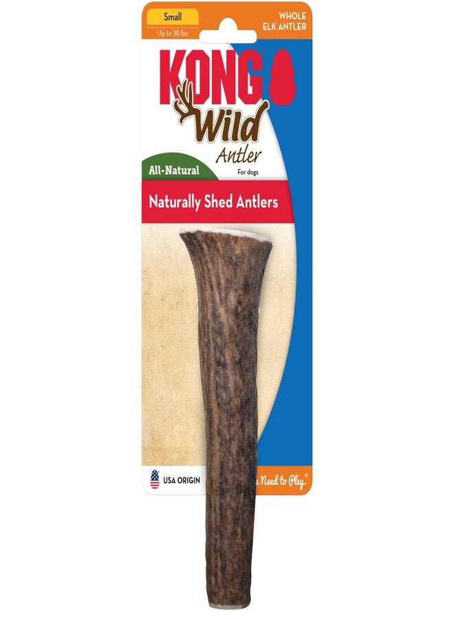 KONG Whole Antler Dog Chew - Durable Natural Elk & Deer Antlers for Strong Chewers - Naturally Shed, Long Lasting Chews (Small) - Image 1