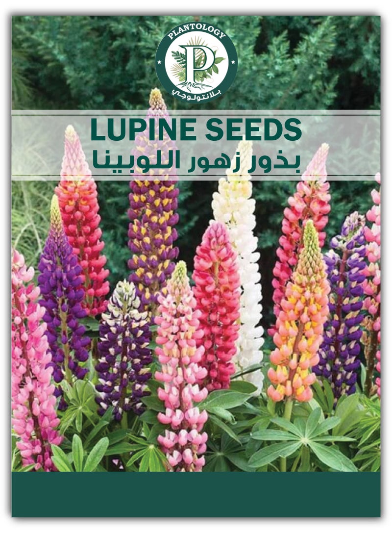 Lupine Seeds for Planting - Russell Lupine Mixed Seeds - Colorful Wildflowers - Image 1