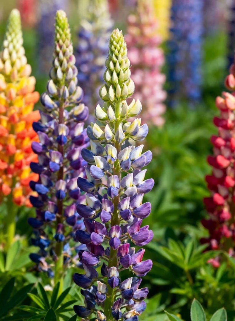 Lupine Seeds for Planting - Russell Lupine Mixed Seeds - Colorful Wildflowers - Image 2