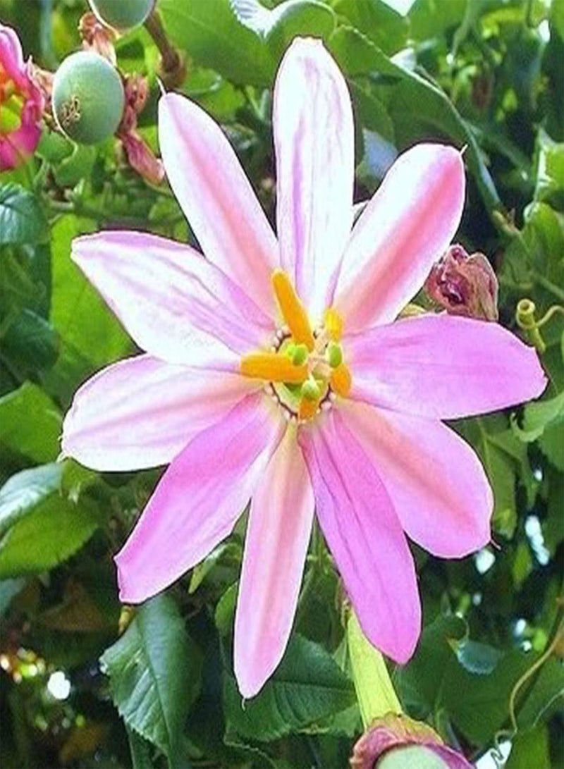 GGOOT 20Pcs/Bag Banana Passionfruit Seeds for Planting,Natural Easy Plant Tropical Climate Bonsai Garden Fruit Seeds for Balcony Grow Your Own Garden - Banana Passion Fruit Seeds - Image 3