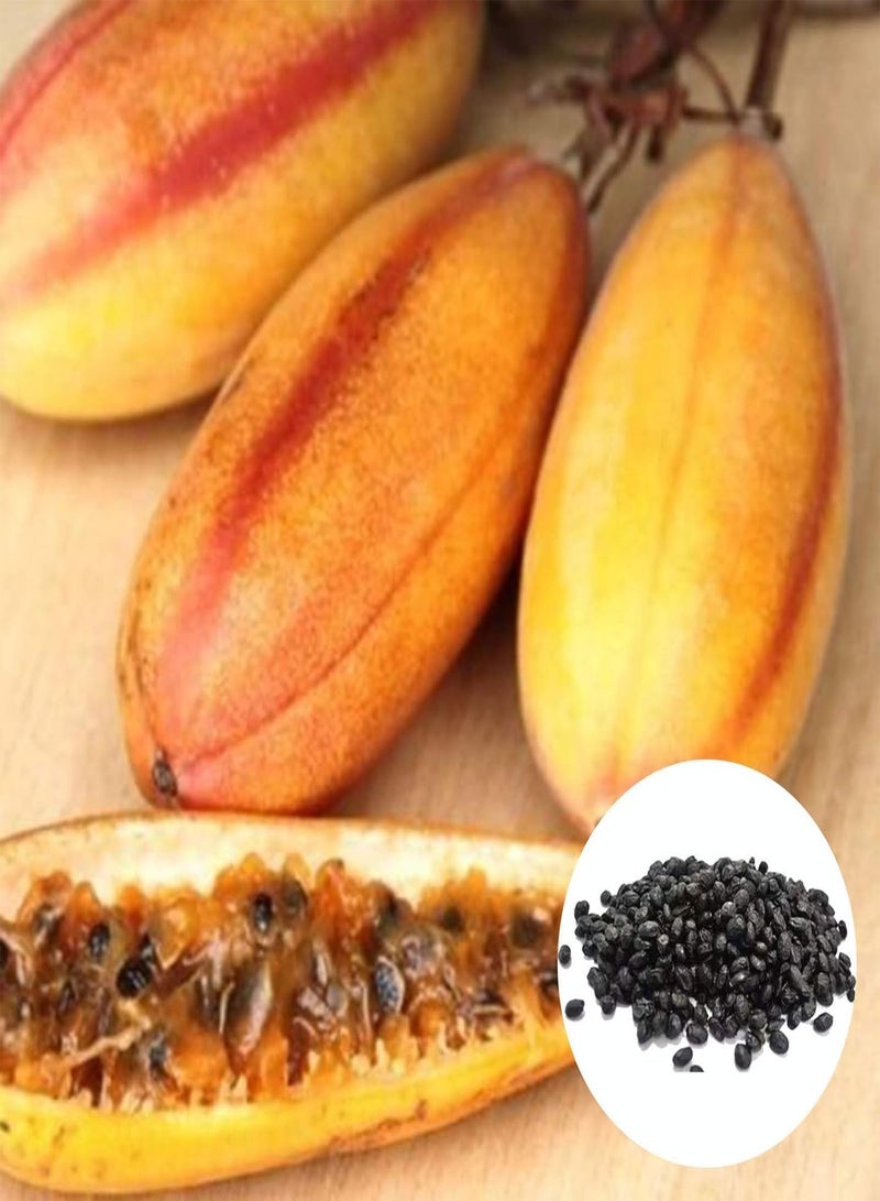 GGOOT 20Pcs/Bag Banana Passionfruit Seeds for Planting,Natural Easy Plant Tropical Climate Bonsai Garden Fruit Seeds for Balcony Grow Your Own Garden - Banana Passion Fruit Seeds - Image 2