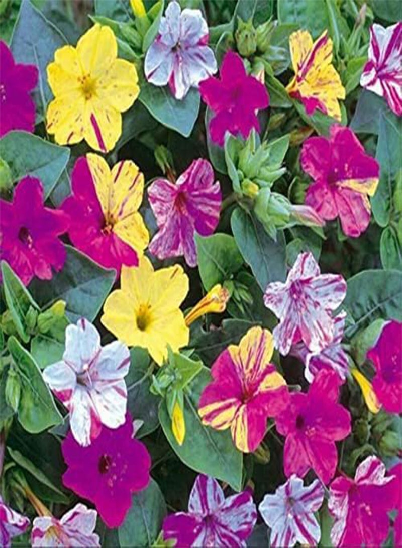 GGOOT Morning-Glory Convolvulus Tricolor Wild Flower Dwarf Bushy Belle de Jour Annual Seeds Gardening plantting Garden Mix (25, Grams) 