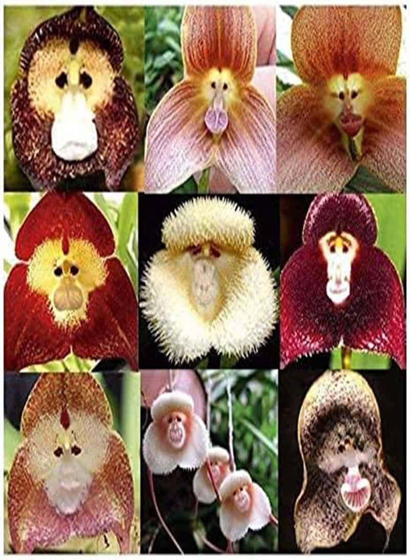 GGOOT seeds 50pcs Solanum Trilobatum Cherry Vegetable seeds