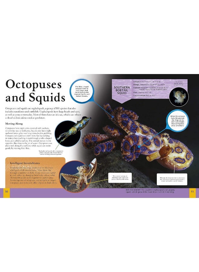 Children's Encyclopedia of Ocean Life - Image 4