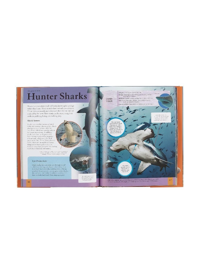 Children's Encyclopedia of Ocean Life - Image 3