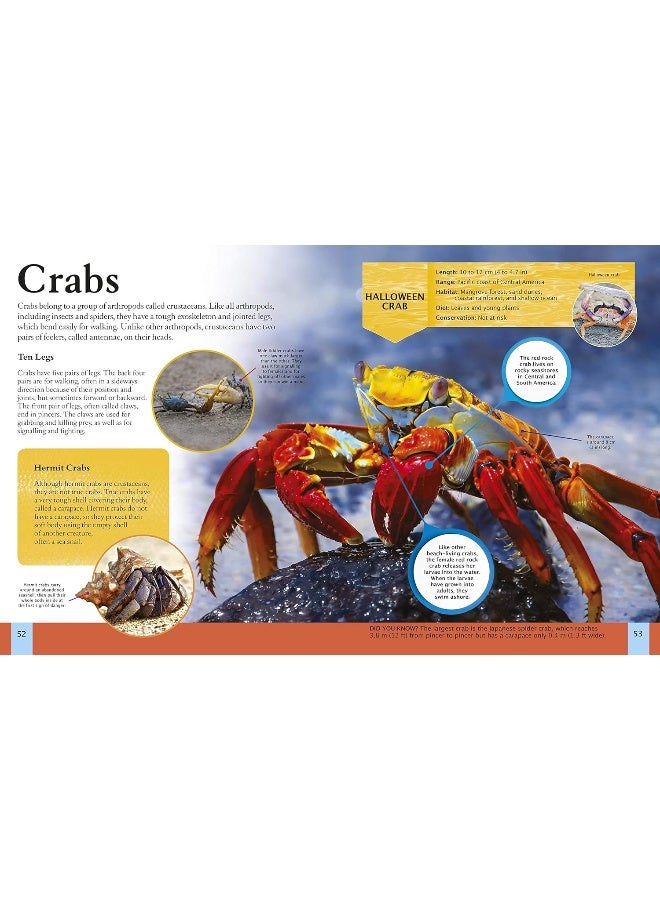 Children's Encyclopedia of Ocean Life - Image 5