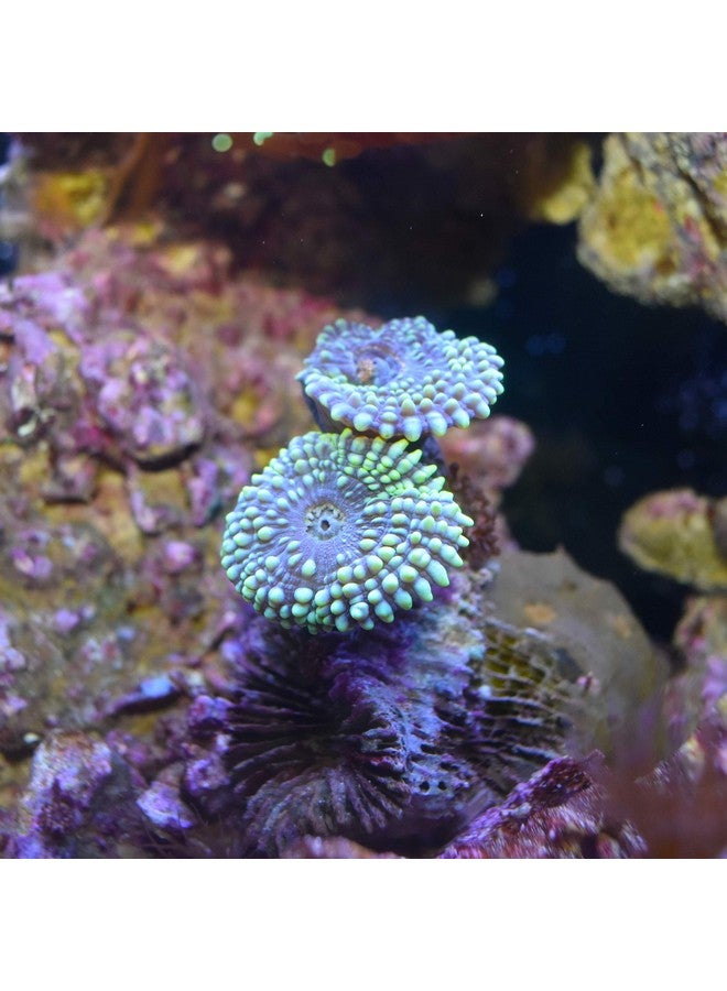 سي تشيم كربونات سيشيم ريف 500 مل - Image 4