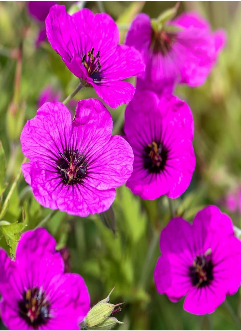 GGOOT Geranium Subcaulescens 'Giuseppii' Seeds Cranesbill Evergreen Perennial Attracts Butterflies Deer & Rabbit Resistant Ground Cover Rock Garden Patio Outdoor 200Pcs Flower Seeds by YEGAOL Garden  - Image 2