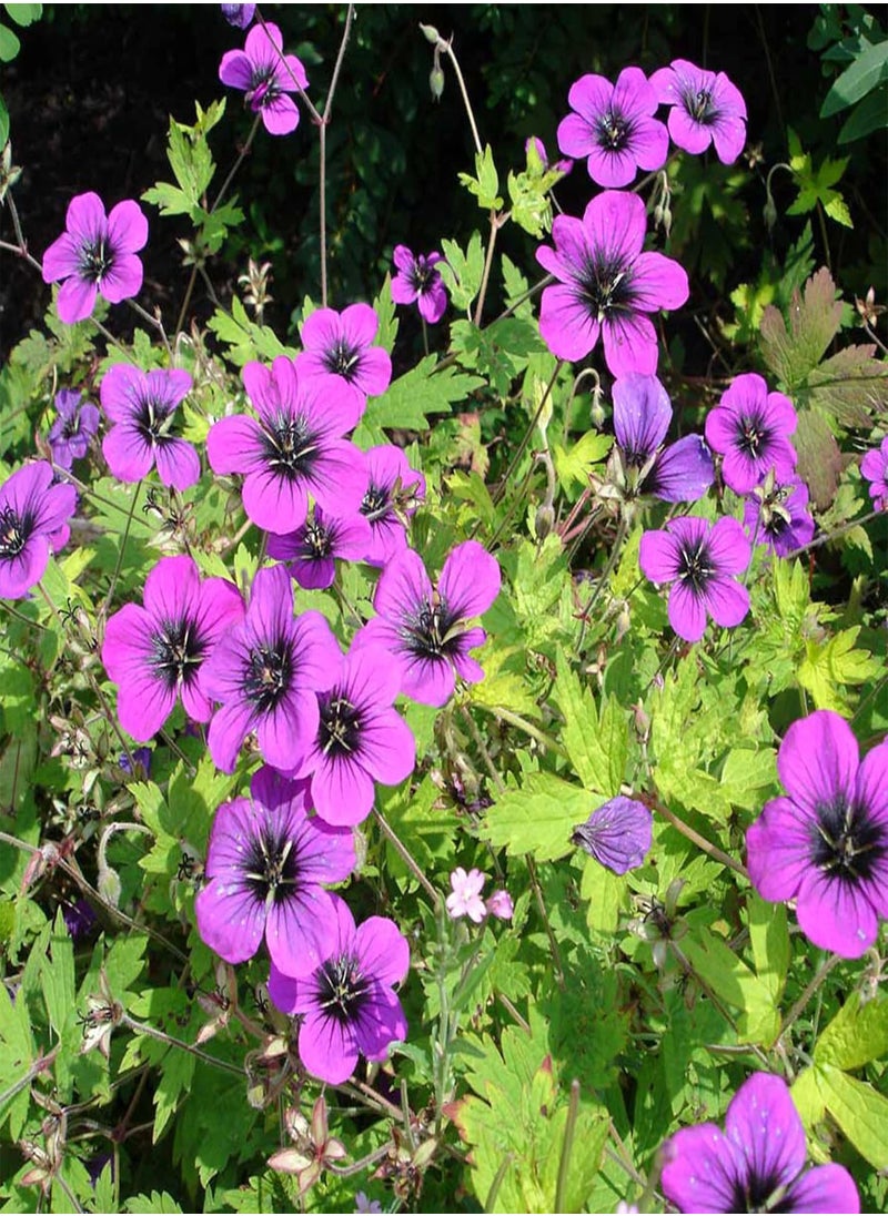 GGOOT Geranium Subcaulescens 'Giuseppii' Seeds Cranesbill Evergreen Perennial Attracts Butterflies Deer & Rabbit Resistant Ground Cover Rock Garden Patio Outdoor 200Pcs Flower Seeds by YEGAOL Garden  - Image 3