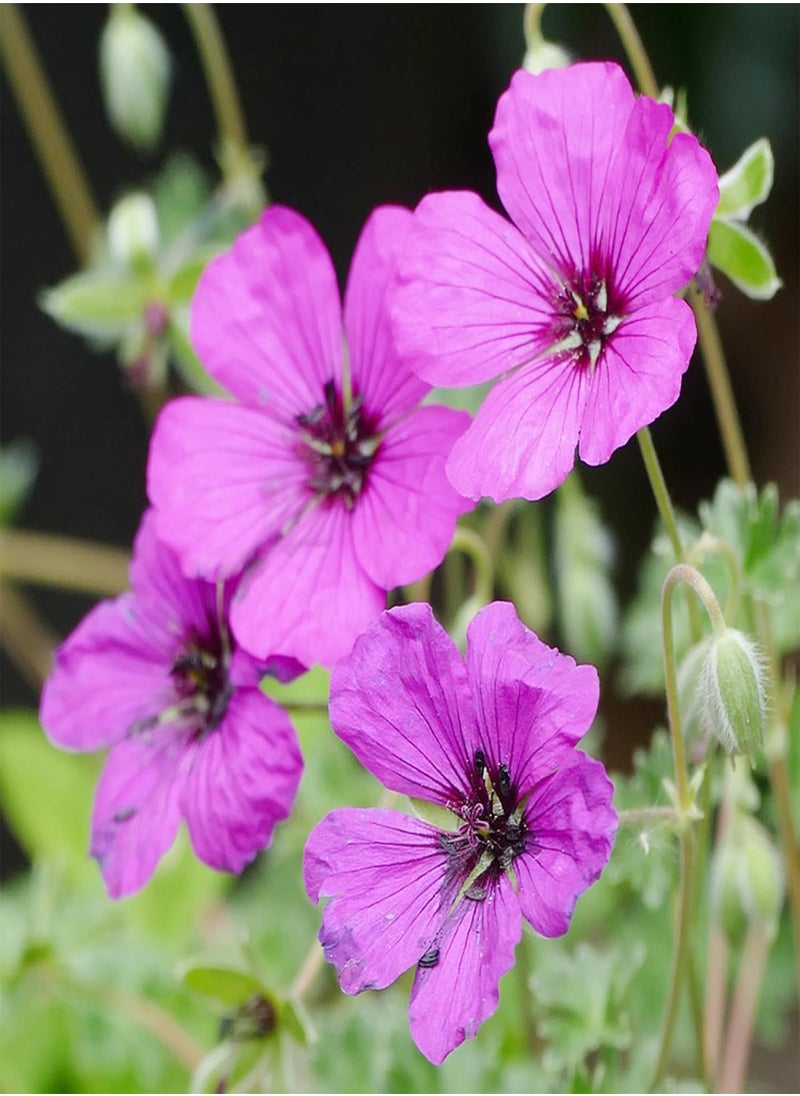 GGOOT Geranium Subcaulescens 'Giuseppii' Seeds Cranesbill Evergreen Perennial Attracts Butterflies Deer & Rabbit Resistant Ground Cover Rock Garden Patio Outdoor 200Pcs Flower Seeds by YEGAOL Garden  - Image 5