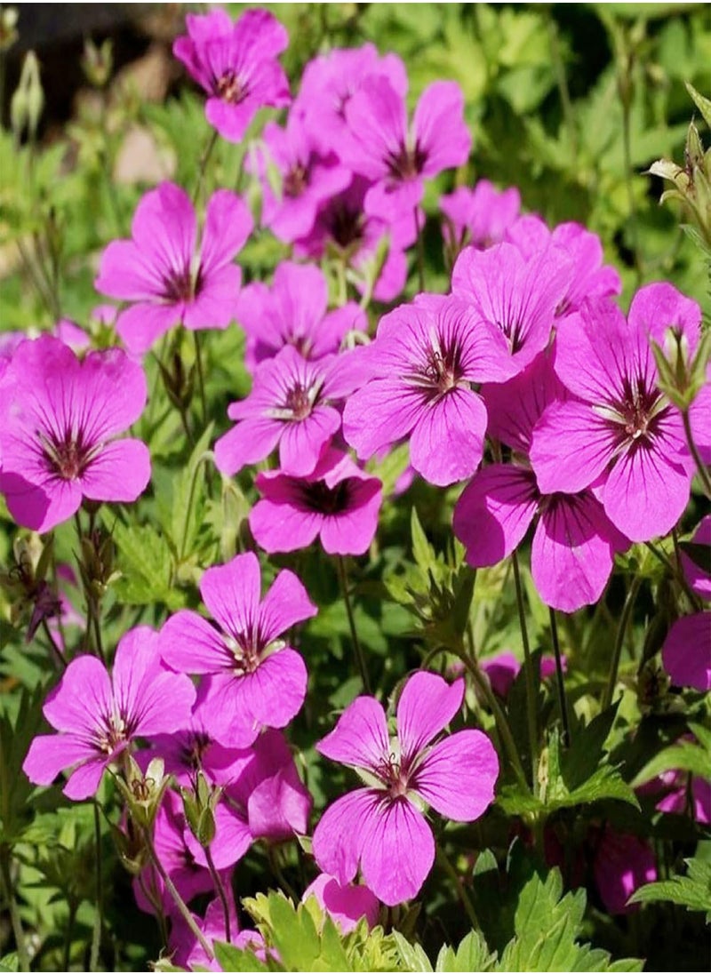 GGOOT Geranium Subcaulescens 'Giuseppii' Seeds Cranesbill Evergreen Perennial Attracts Butterflies Deer & Rabbit Resistant Ground Cover Rock Garden Patio Outdoor 200Pcs Flower Seeds by YEGAOL Garden  - Image 4