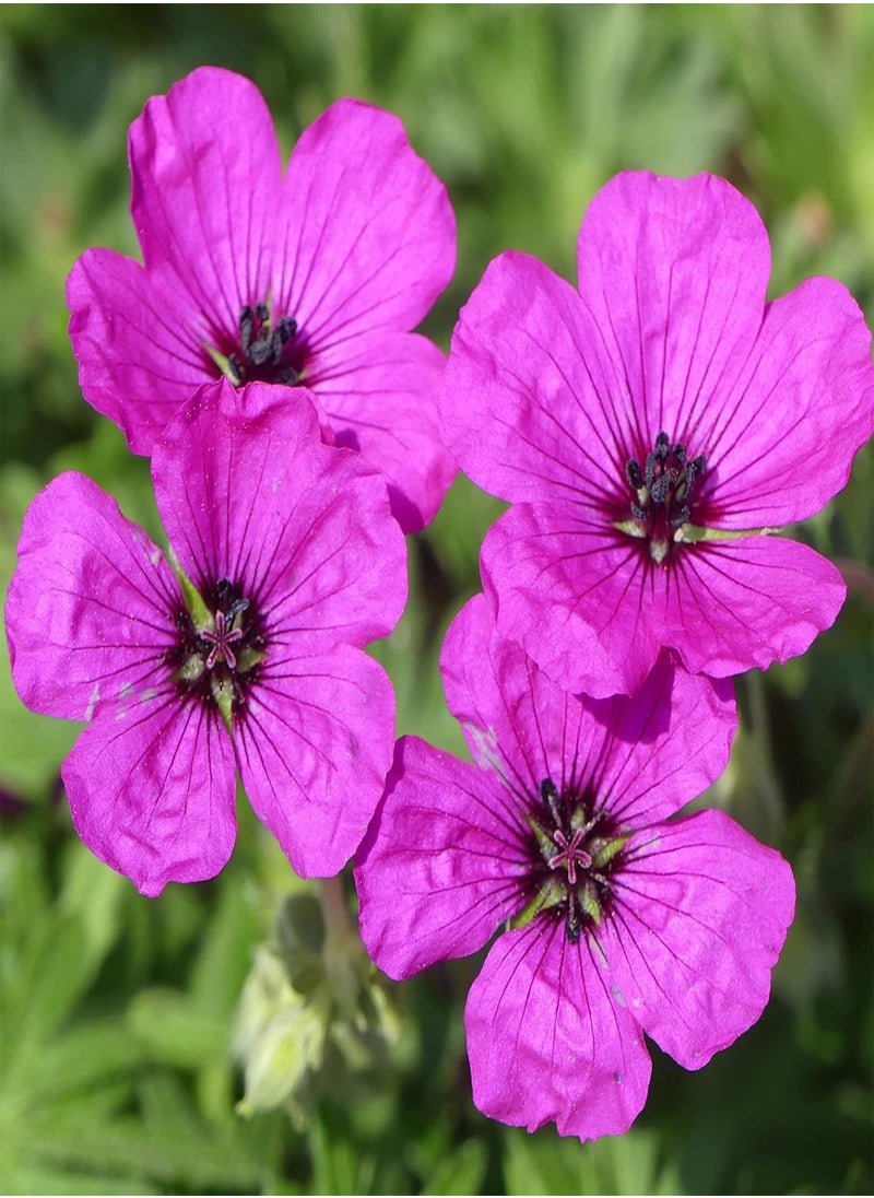 GGOOT Geranium Subcaulescens 'Giuseppii' Seeds Cranesbill Evergreen Perennial Attracts Butterflies Deer & Rabbit Resistant Ground Cover Rock Garden Patio Outdoor 200Pcs Flower Seeds by YEGAOL Garden  - Image 1
