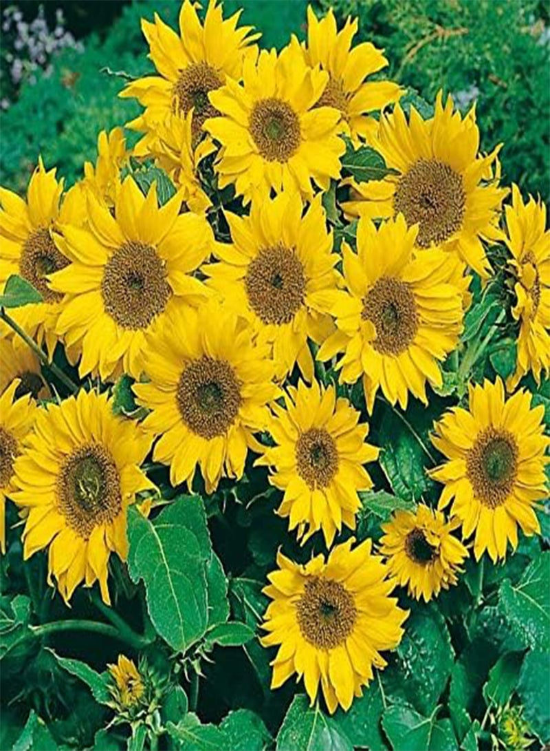 25 بذور عباد الشمس ليتل ليو